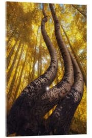 Acrylglasbild Die berühmten gebogenen Espen, Colorado - Martin Podt