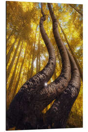 Alubild Die berühmten gebogenen Espen, Colorado - Martin Podt