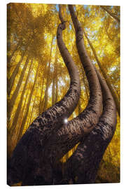 Leinwandbild Die berühmten gebogenen Espen, Colorado - Martin Podt