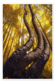 Poster Die berühmten gebogenen Espen, Colorado - Martin Podt