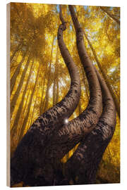 Holzbild Die berühmten gebogenen Espen, Colorado - Martin Podt