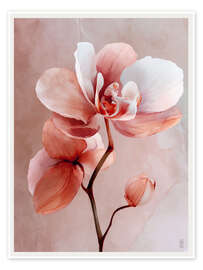 Poster Rosé-Orchidee