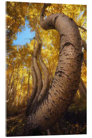 Acrylglasbild Die berühmten tanzenden Espen in Colorado - Martin Podt