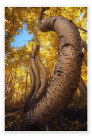 Poster Die berühmten tanzenden Espen in Colorado - Martin Podt