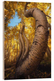Holzbild Die berühmten tanzenden Espen in Colorado - Martin Podt