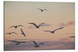 Alubild Vogelschwarm im Sonnenuntergang - Nathan Larson