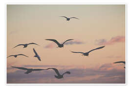 Wandbild Vogelschwarm im Sonnenuntergang - Nathan Larson