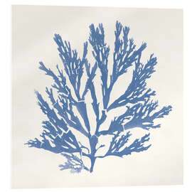 Acrylglasbild Pacific Sea Mosses I - Wild Apple Portfolio