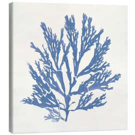 Leinwandbild Pacific Sea Mosses I - Wild Apple Portfolio