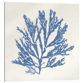 Quadro em plexi-alumínio Pacific Sea Mosses I - Wild Apple Portfolio