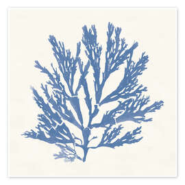 Wandbild Pacific Sea Mosses I - Wild Apple Portfolio