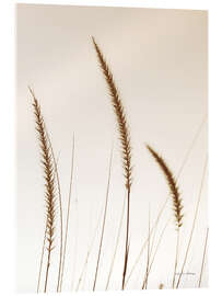 Acrylglasbild Field Grasses IV
