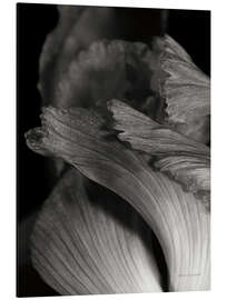 Alubild Iris Abstract I - Laura Marshall
