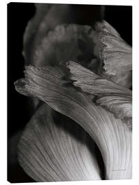 Leinwandbild Iris Abstract I - Laura Marshall