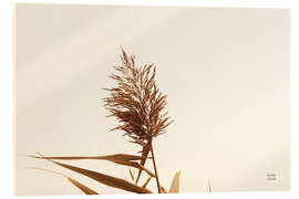 Acrylglasbild Schilfrohr I - Nathan Larson
