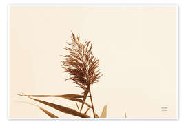 Wandbild Schilfrohr I - Nathan Larson