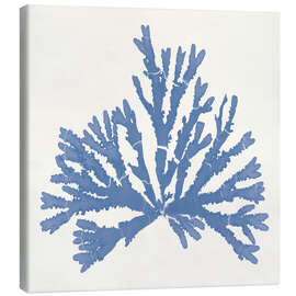 Leinwandbild Pacific Sea Mosses IV - Wild Apple Portfolio