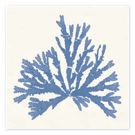 Wandbild Pacific Sea Mosses IV - Wild Apple Portfolio