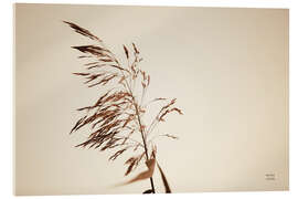 Acrylglasbild Schilfrohr III - Nathan Larson