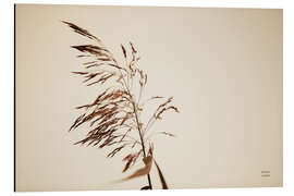 Alubild Schilfrohr III - Nathan Larson