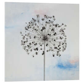 Acrylglasbild Agapanthus III