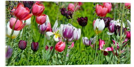 Acrylglasbild Tulpenwiese - Atteloi