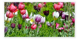 Poster Tulpenwiese - Atteloi