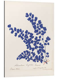 Alubild Botanischer Farn III