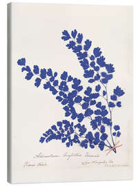 Leinwandbild Botanischer Farn III