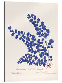 Quadro em plexi-alumínio Botanical Fern III - Wild Apple Portfolio