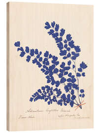 Holzbild Botanischer Farn III - Wild Apple Portfolio