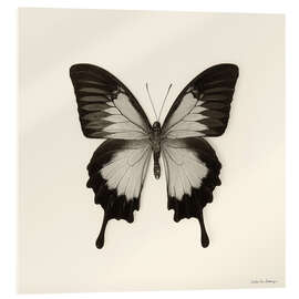 Acrylglasbild Schmetterling III