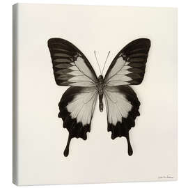 Leinwandbild Schmetterling III