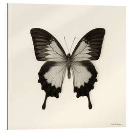 Gallery Print Schmetterling III