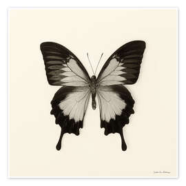 Wandbild Schmetterling III - Debra Van Swearingen
