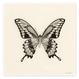 Wandbild Schmetterling VI - Debra Van Swearingen