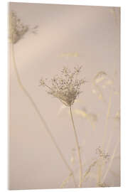 Acrylglasbild Trockenblumen in der Abendsonne - Art Couture