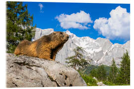 Acrylglasbild Alpenmurmeltier vor Bergkulisse - Moqui, Daniela Beyer