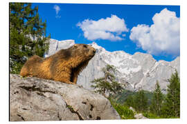 Alubild Alpenmurmeltier vor Bergkulisse - Moqui, Daniela Beyer