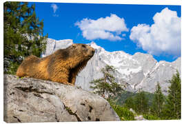 Leinwandbild Alpenmurmeltier vor Bergkulisse - Moqui, Daniela Beyer
