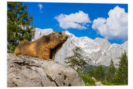 Hartschaumbild Alpenmurmeltier vor Bergkulisse - Moqui, Daniela Beyer