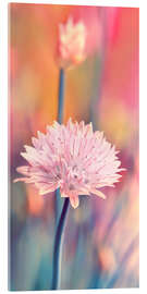 Acrylglasbild Schnittlauchblüte