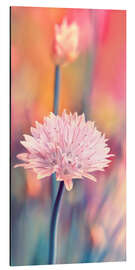 Alubild Schnittlauchblüte