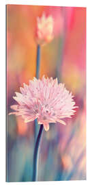 Gallery Print Schnittlauchblüte