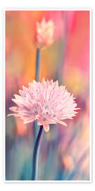 Poster Schnittlauchblüte