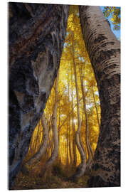 Acrylglasbild Die tanzenden Espen von Colorado, USA - Martin Podt