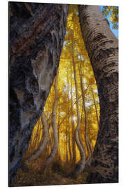 Alubild Die tanzenden Espen von Colorado, USA - Martin Podt