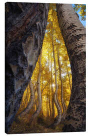 Leinwandbild Die tanzenden Espen von Colorado, USA - Martin Podt