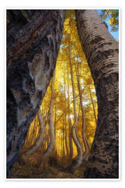 Wandbild Die tanzenden Espen von Colorado, USA - Martin Podt