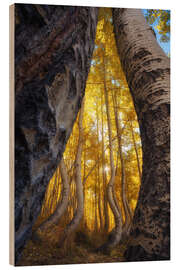 Holzbild Die tanzenden Espen von Colorado, USA - Martin Podt